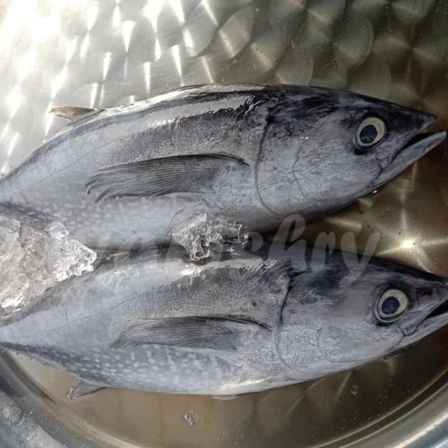 Baby Tuna 1Kg Ikan Baby Tuna Segar Tongkol Segar Baby Tuna Seafood Ikan Laut Ikan Segar
