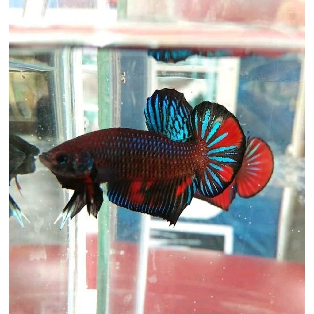 [BERGARANSI JIKA MATI] cupang aduan silangan bagan dan mds galak