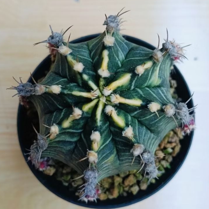 kaktus jumbo gymno starfire hybrid