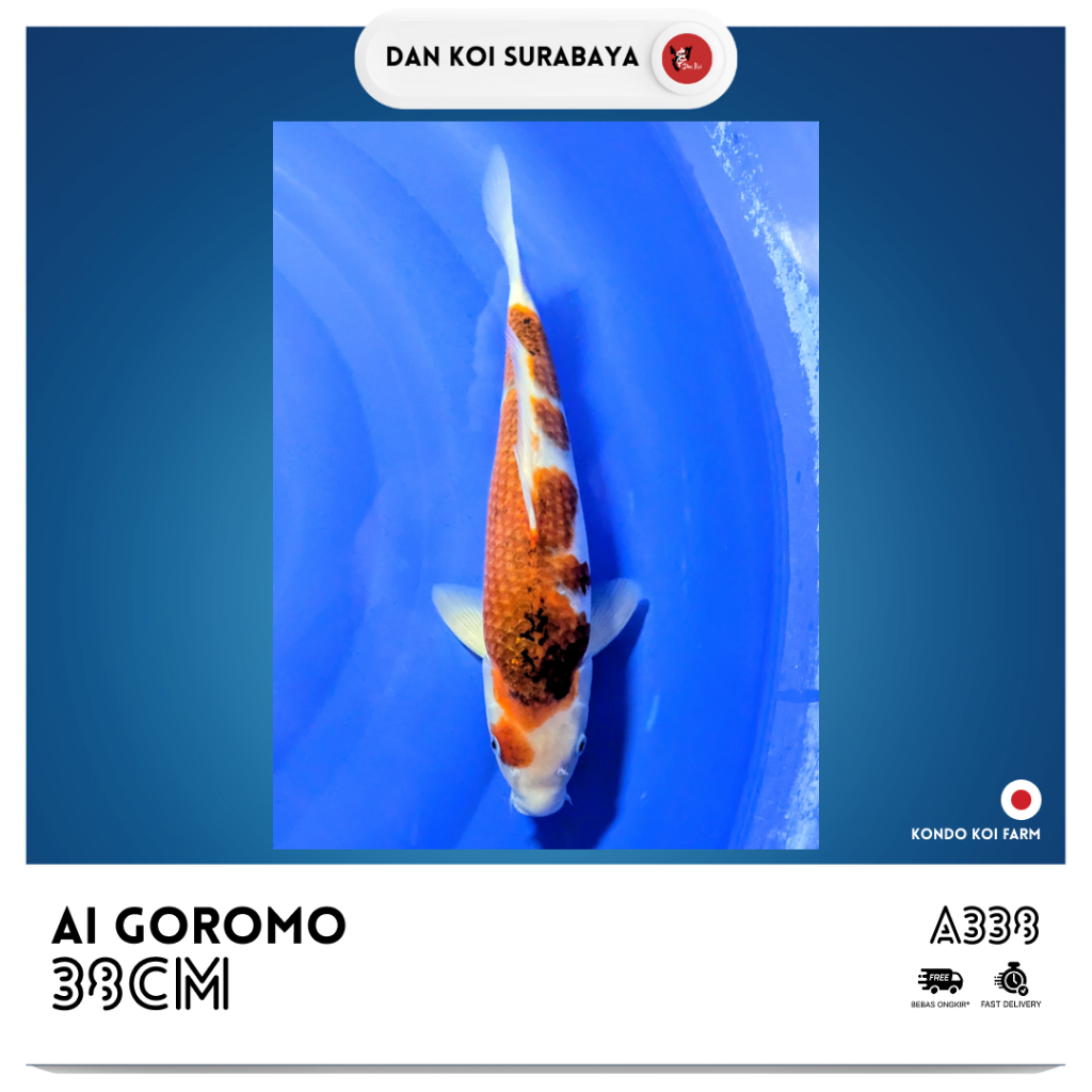 Ikan Koi Import Ai Goromo (Kondo Koi Farm) Kode A338
