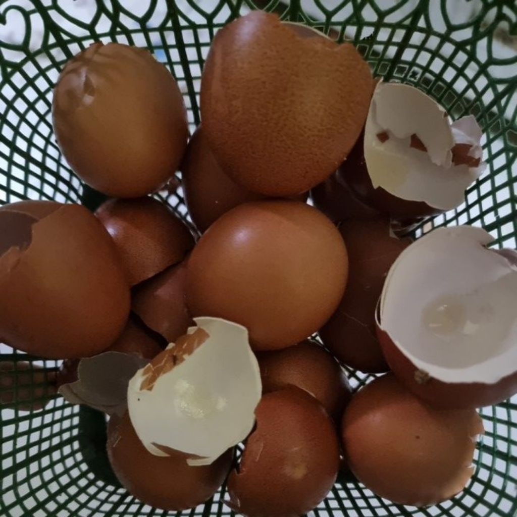 Cangkang telur ayam