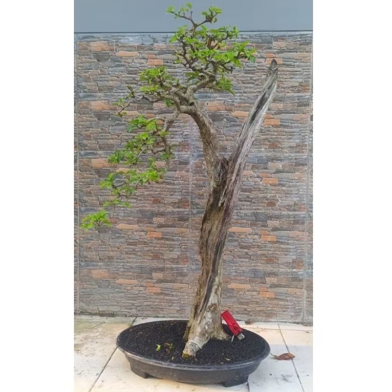 Bonsai gulgum / gulo gumantung kontes  siap pajang cakep realpict + potnya gaya bunjin literati