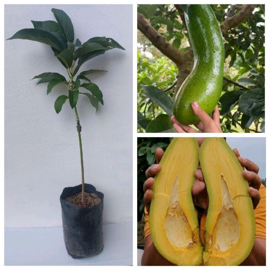 Bibit Alpukat Kelud Tinggi 60 cm Alpukat Jumbo Kediri Asli  Original Asli Cepat Berbuah Asal Okulasi
