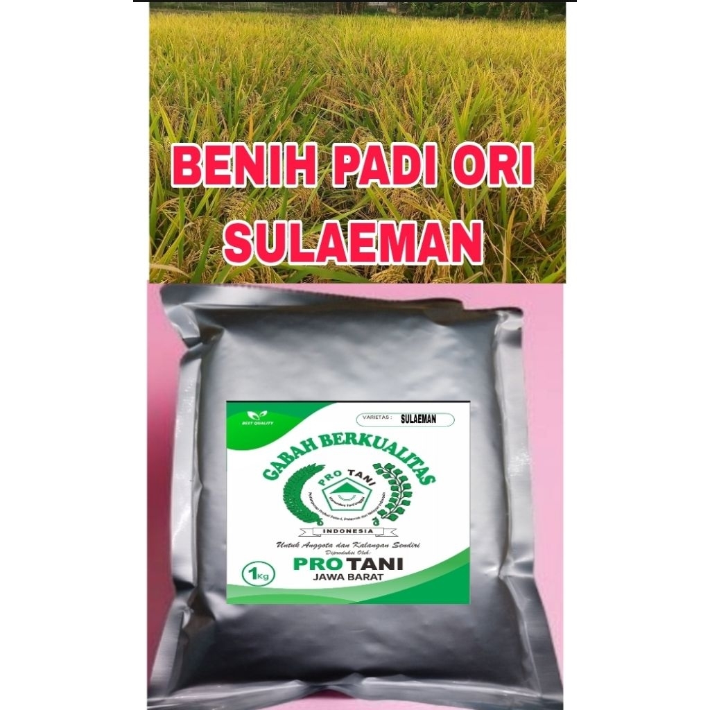 BENIH PADI 1KG SULAEMAN SUPER BERSERTIFIKAT 100% ORI LABEL PUTIH
