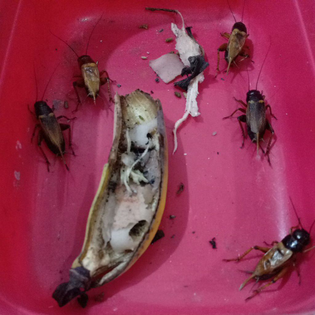 jangkrik Genggong grobogan mas