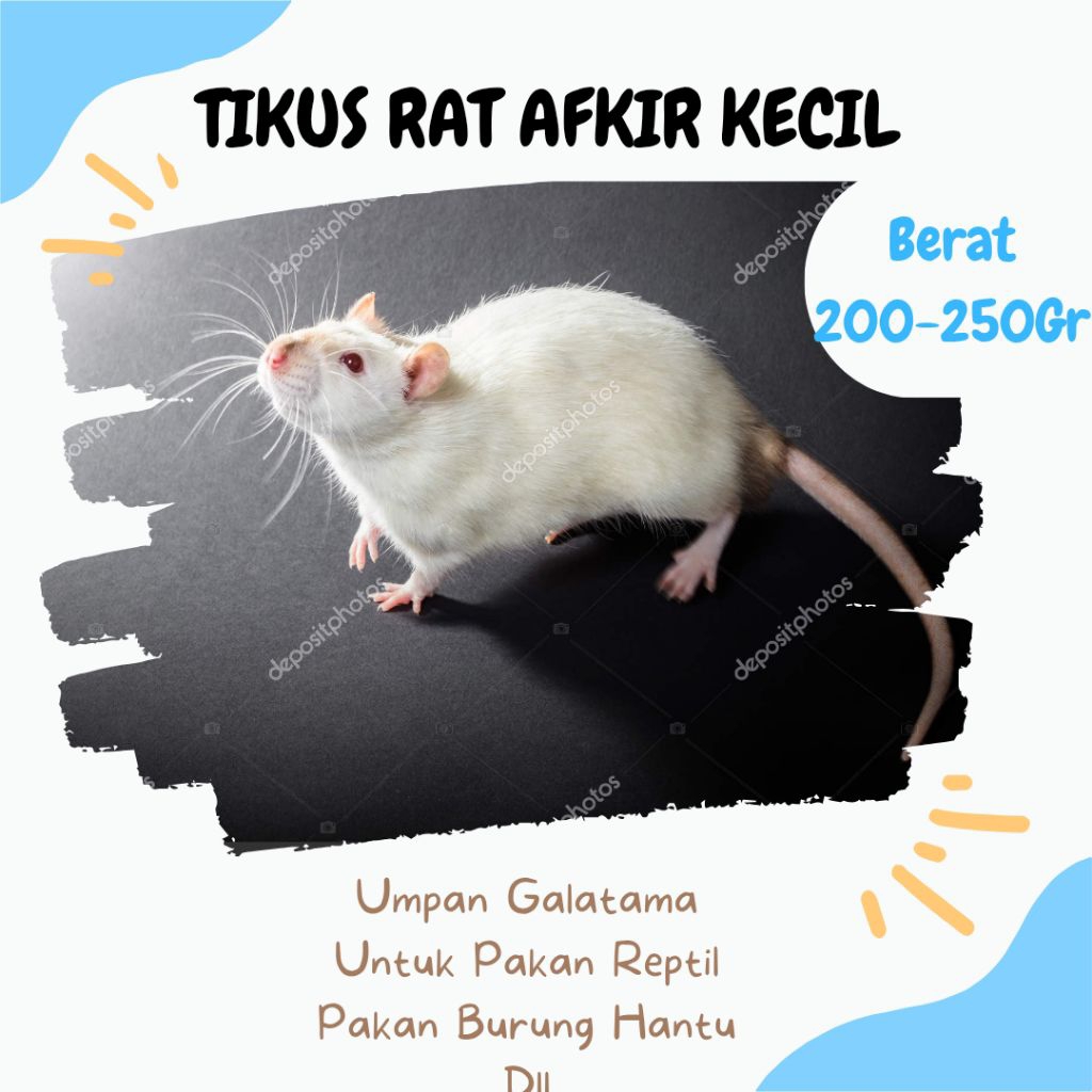 RAT Afkir Kecil / Tikus Putih Rat – Pakan Ular, Reptil & Kebutuhan Laboratorium