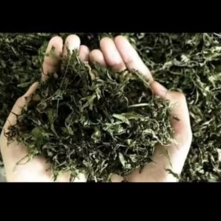 Daun kenikir kering fresh diproses saat order masuk,teh daun kenikir, teh herbal kaya manfaat