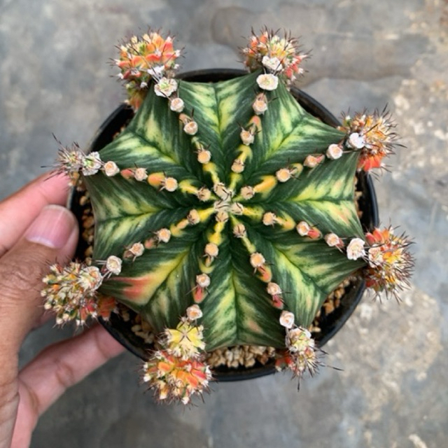 Kaktus Gymno T31115 varigata