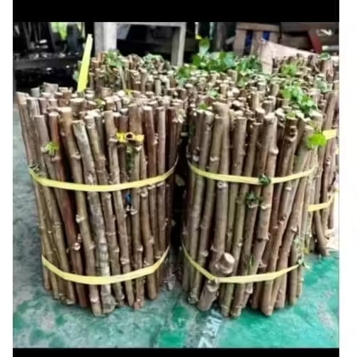 Bibit singkong papua telo papua panjang 25-40 cm isi 15-50 pcs