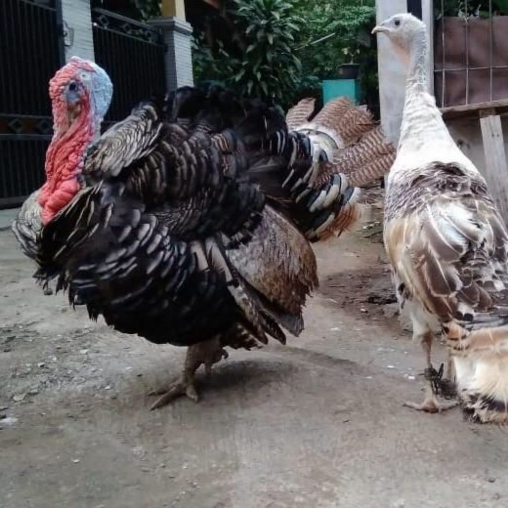 ayam kalkun pilihan super jumbo dewasa