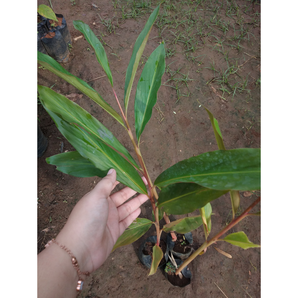 Bibit Tanaman Kecombrang Merah - Tanaman Bunga Kecombrang Siap Tanam