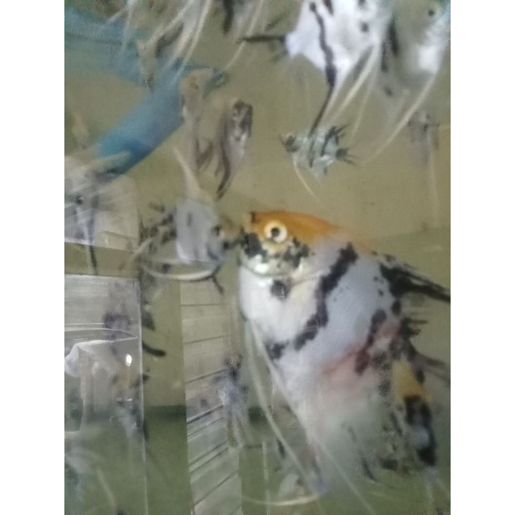 manfish koi 4-5 jari