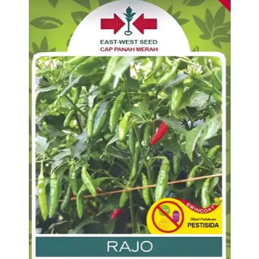 Rawit Rajo Repack 50 Seed