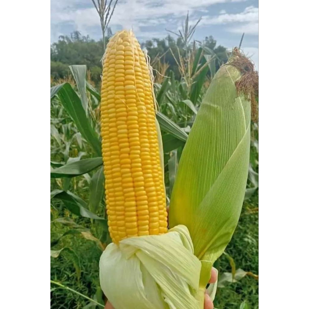 100 BENIH BIJI JAGUNG MANIS MADU