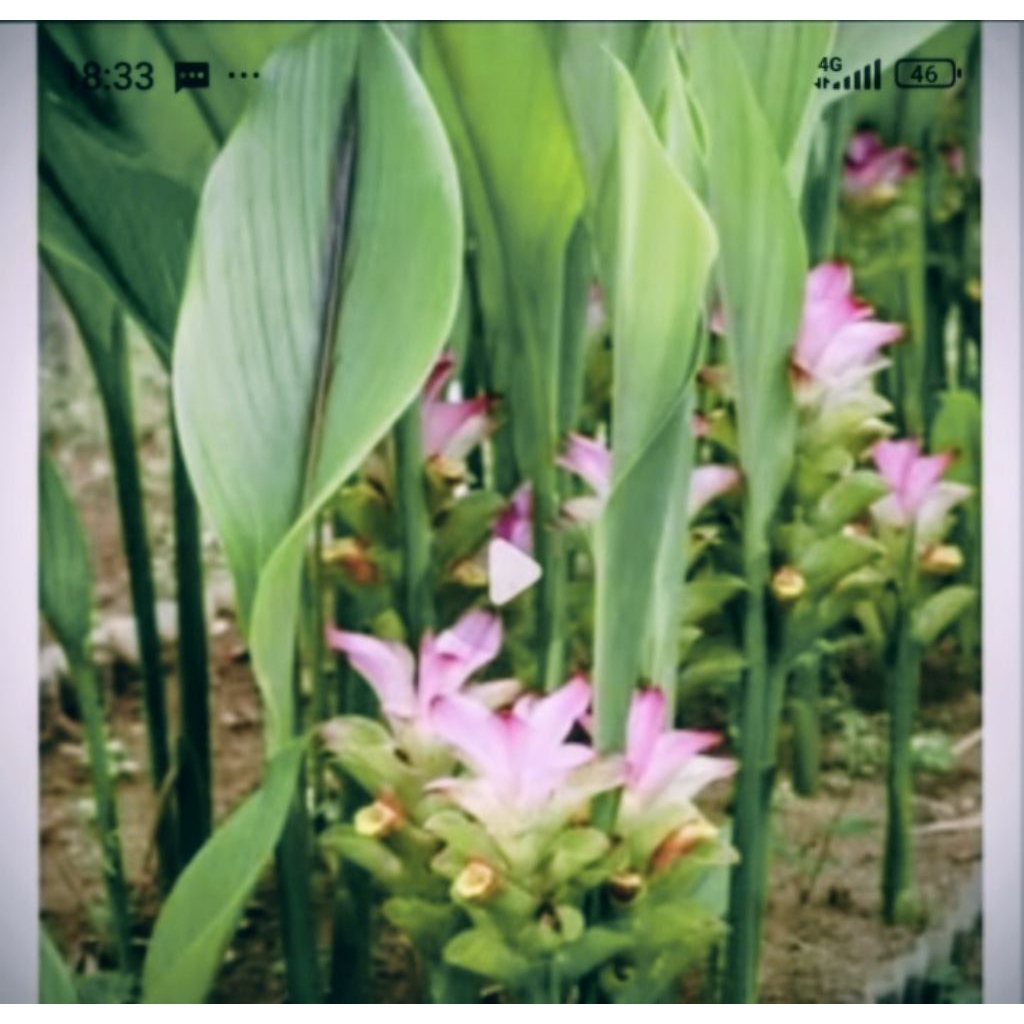 Bibit temu hitam/bibit herbal temu hitam isi 5