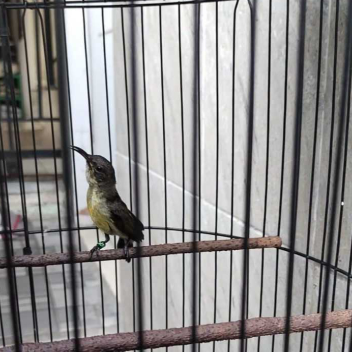 KONIN TROTOL RAJINAN PROSPEK FULL MASTERAN FULL RAWATAN