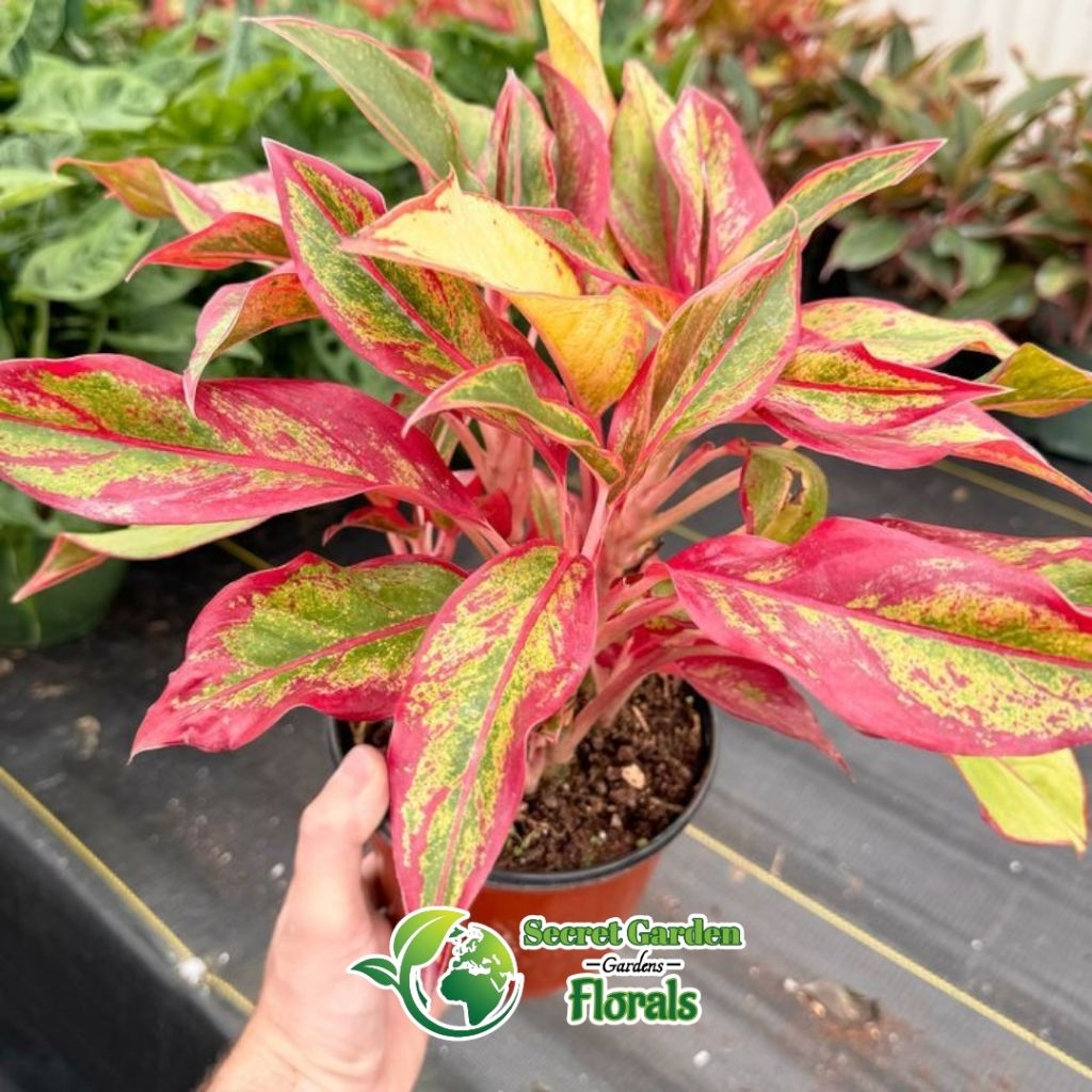 Aglonema Lipstik Siam Aurora Red / Tanaman Hias / Anglonema Red / Aglonema Murah