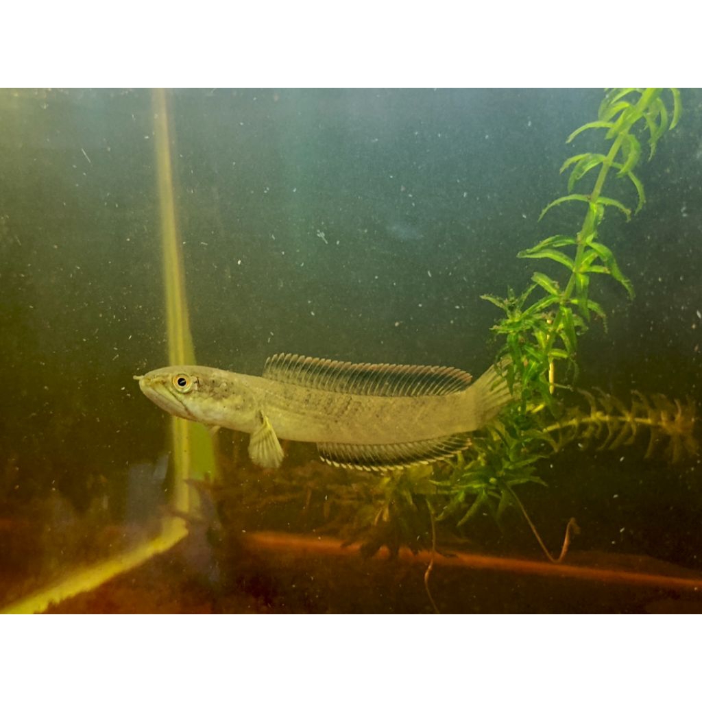 C LIMBATA PREMIUM 5CM CB