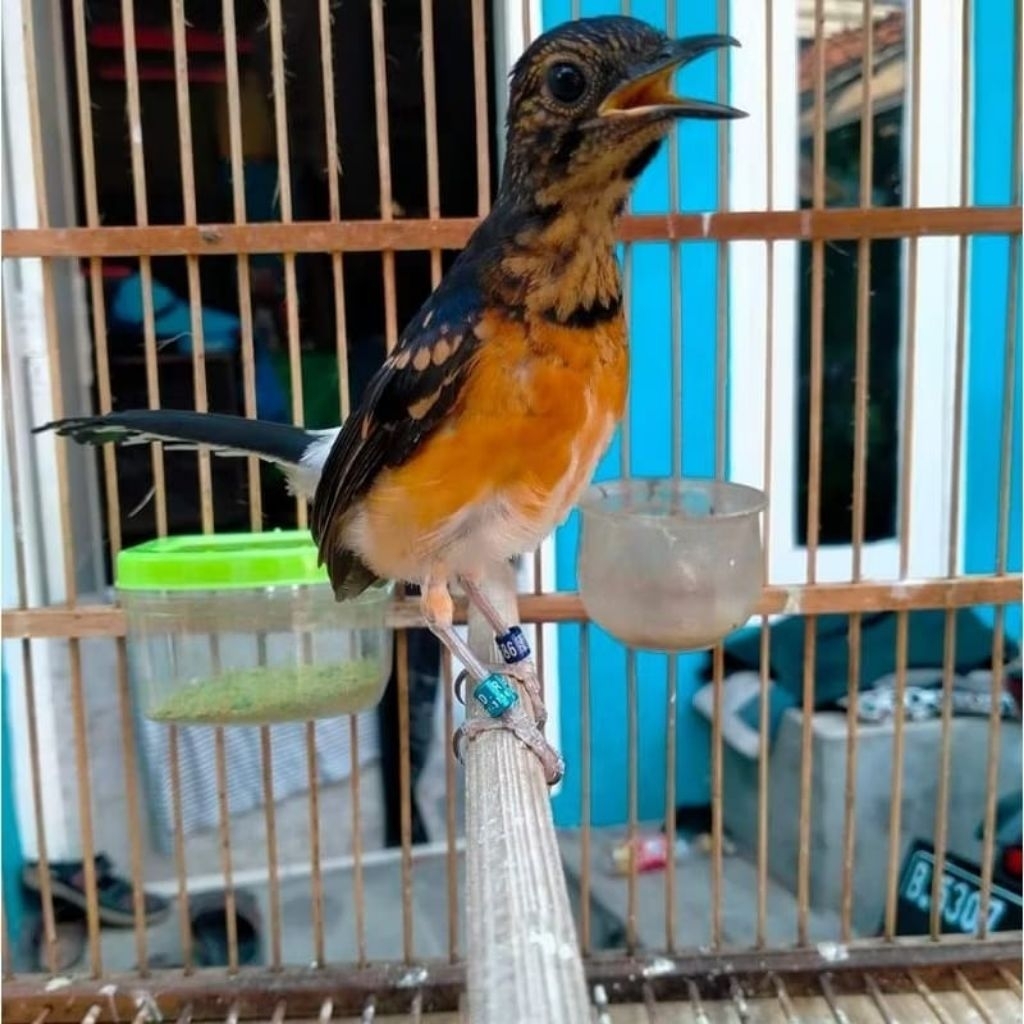 Burung Murai Medan Trotol Jantan Trah Prestasi pilihan