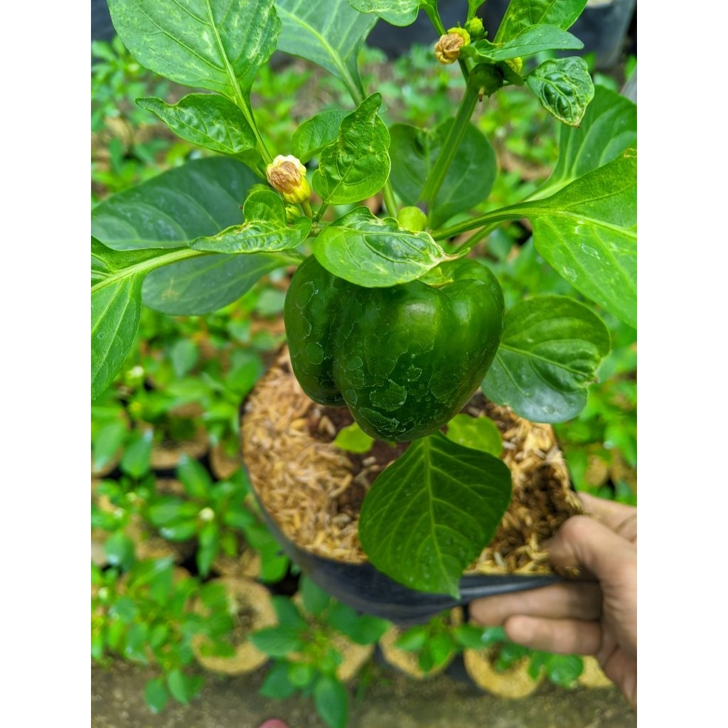 Bibit Tanaman Cabe Paprika - Tanaman Cabe Paprika