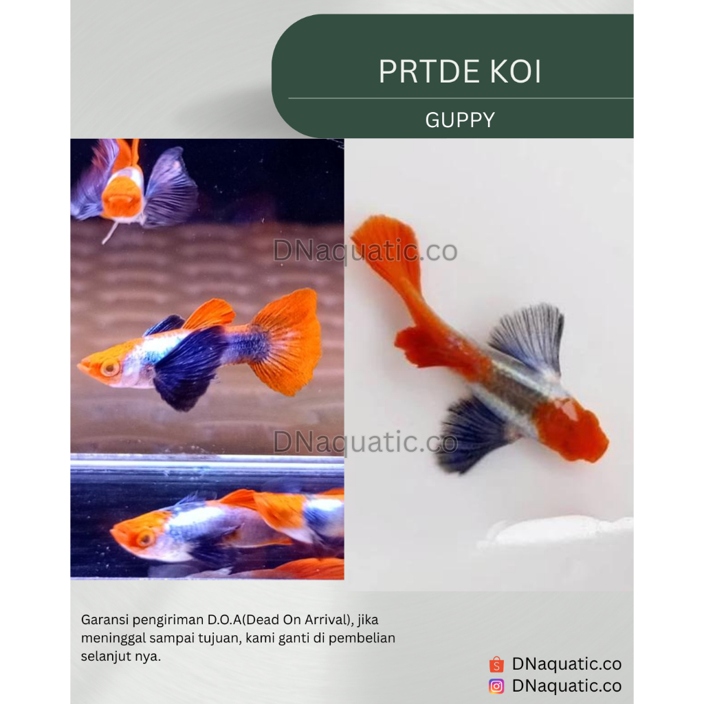 Hiasan aquarium Ikan Guppy PRTDE KOI Sepasang DNaquatic