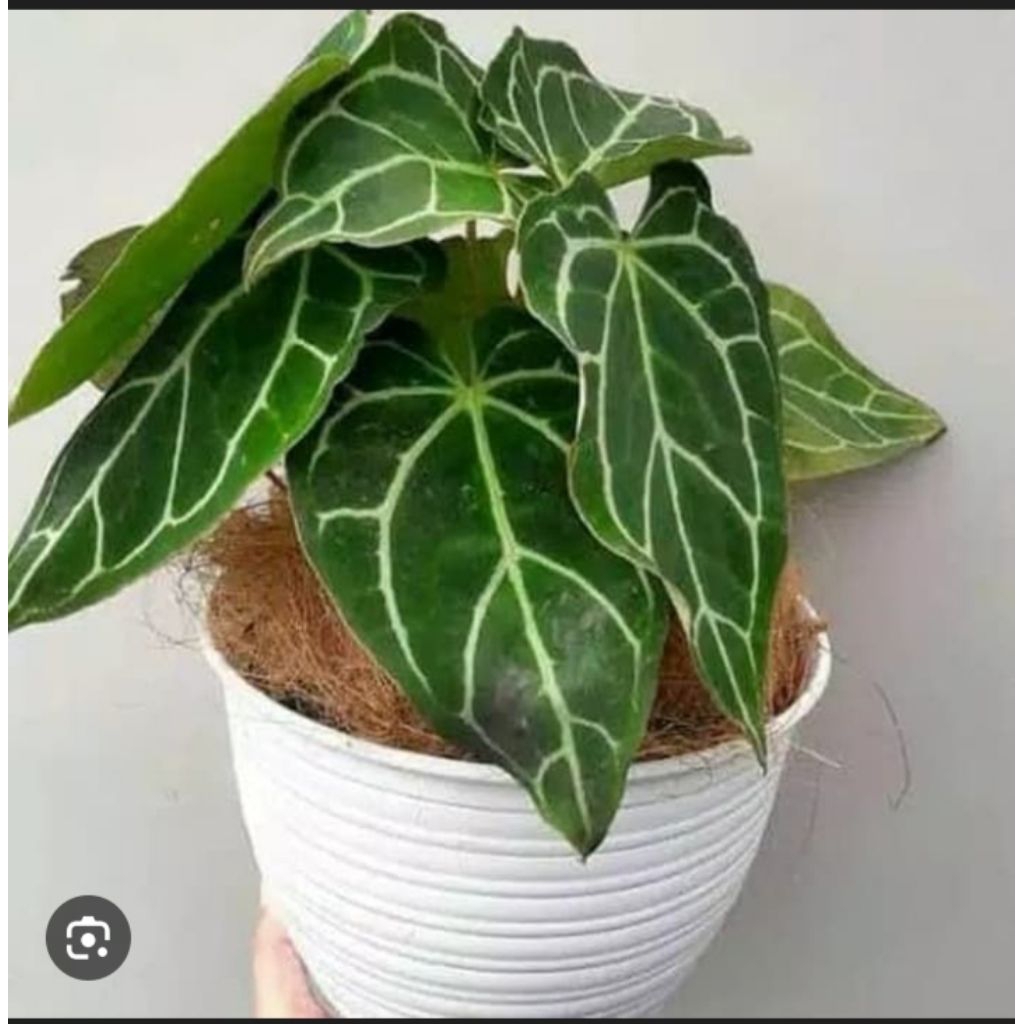 Tanaman Hias Kuping Gajah Mini Rimbun Atau Pohon Kuping Gajah 3-4 Daun