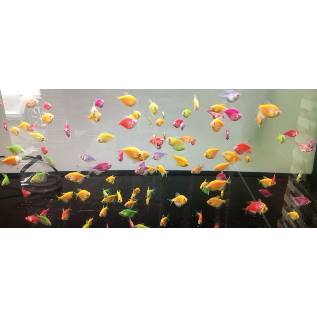 TETRA GLOW FISH ikan hias aquarium KHUSUS INSTAN