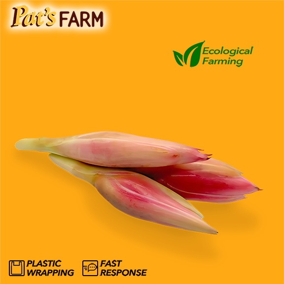 Kecombrang/ Bunga Kecombrang/ Honje