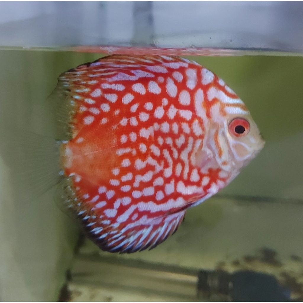 Discus Pigeon Red Panda ikan hias Discus  7-8cm