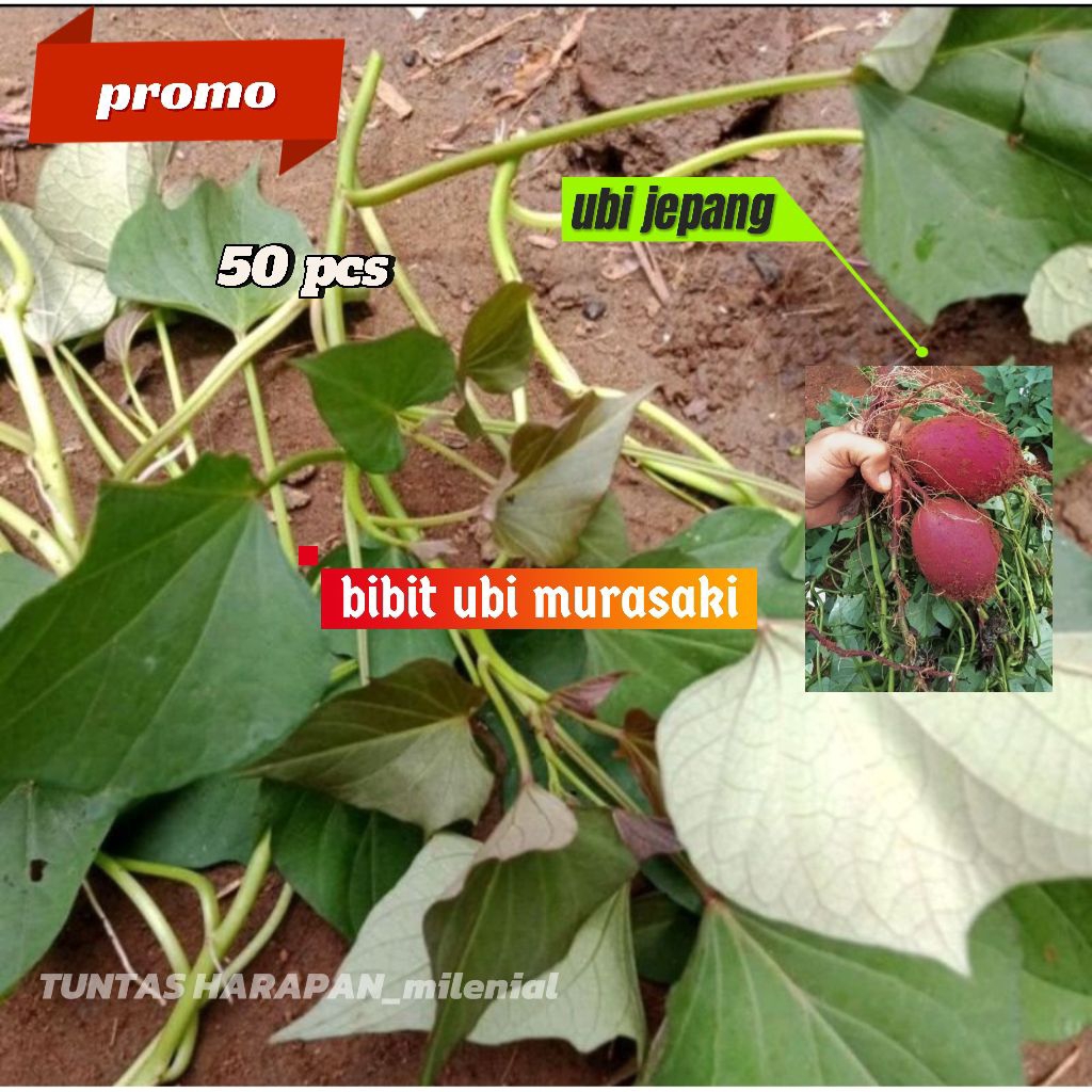 Bibit Ubi Murasaki Ubi Jepang Isi 50Pcs