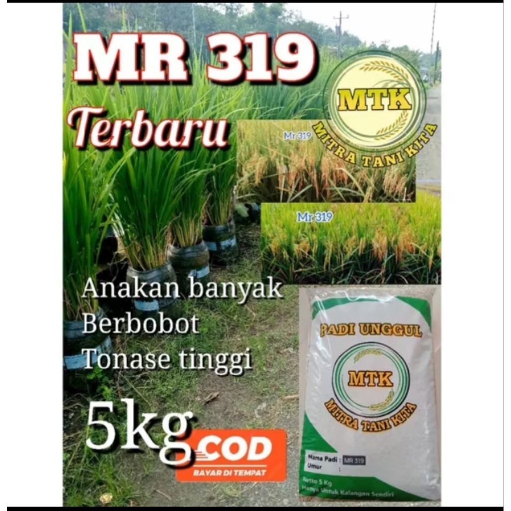 BENIH PADI MR 319 BERKULITAS SUPER 5KG