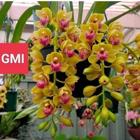 Anggrek Tanah Cymbidium wangi ( Mary Green )