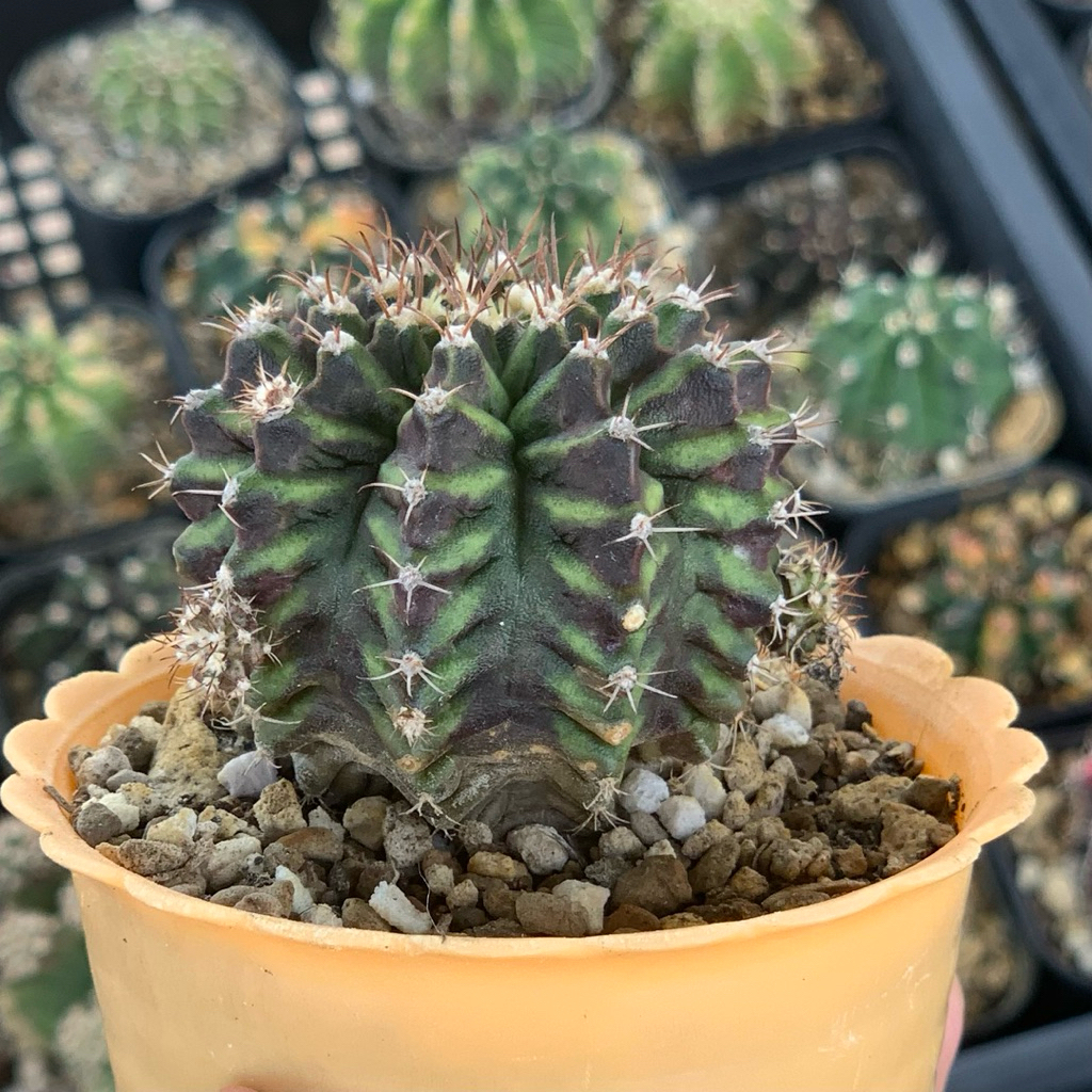 gymnocalycium day dream x trex hybrid cluster s kaktus gymno miha mihanovichii daydream hias cluster