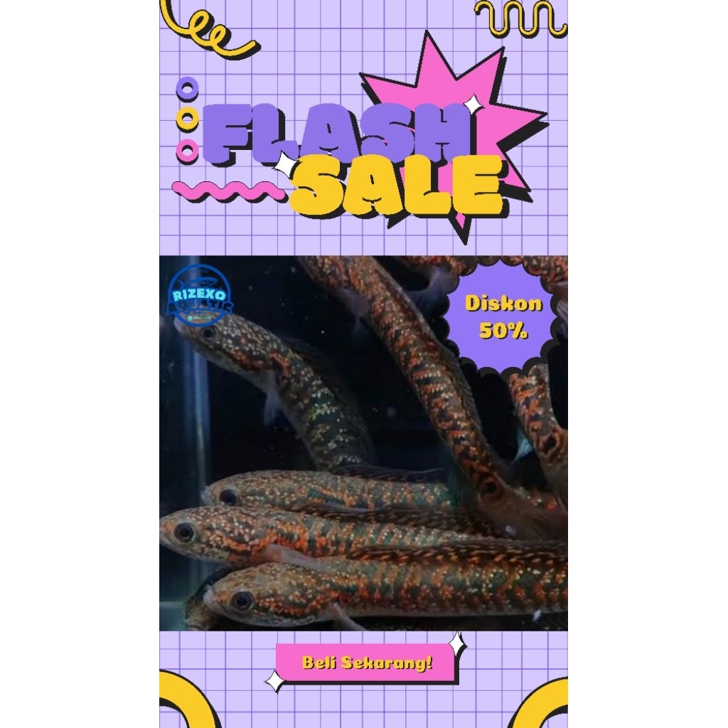 Channa Asiatica RSP Kalimaya 12-14CM #PromoSpecial