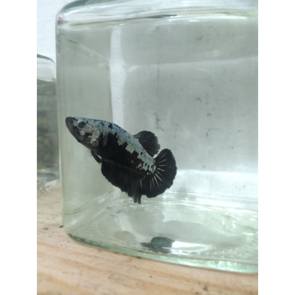 Ikan cupang/hias jenis SAMURAI BLACK