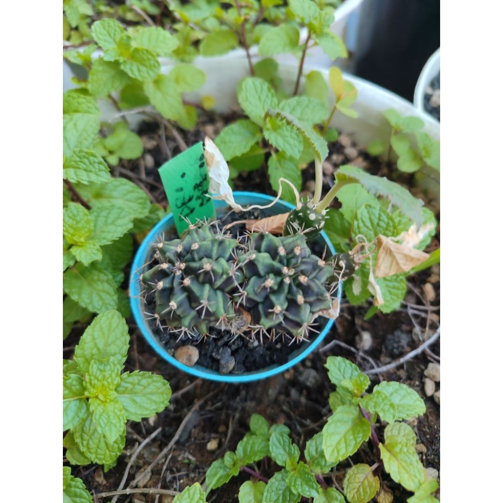 Tanaman hias kaktus gymno miha Rootbeer double head