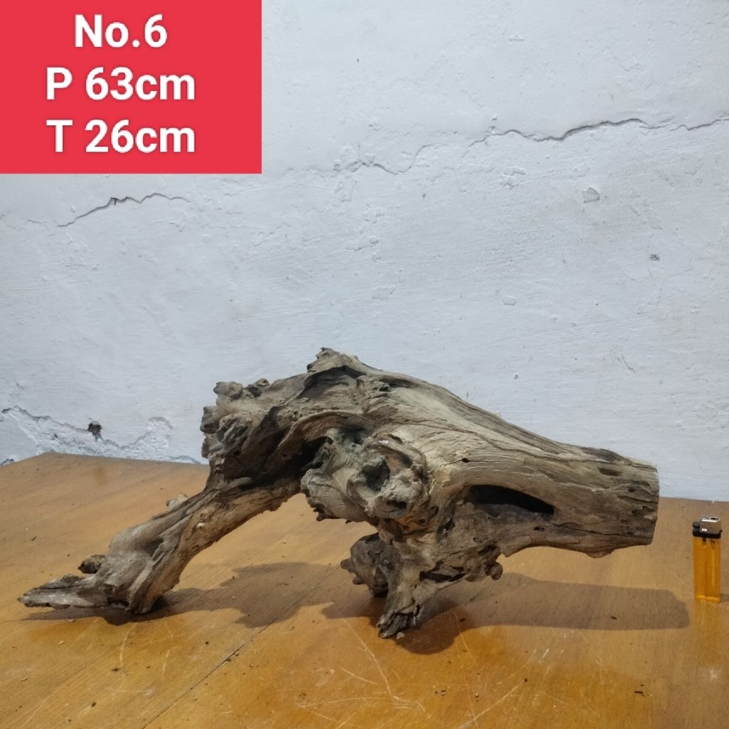 akar santigi laut akar aquascape aquarium 06