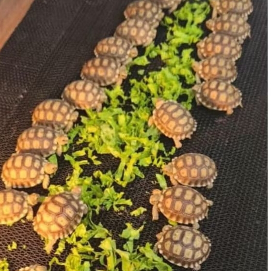 makanan sulcata kecil / buah sayur lezat utk sulcata