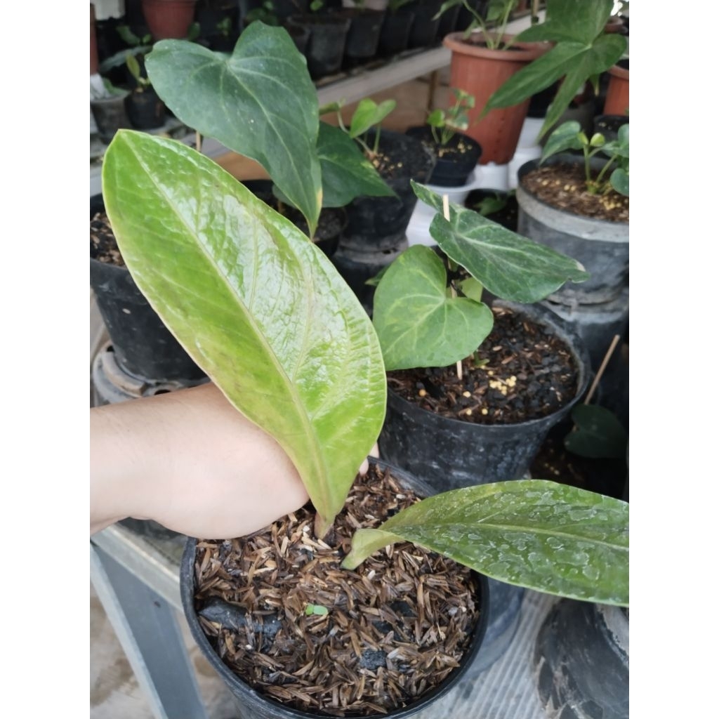 anthurium mangkok jaguar varigata