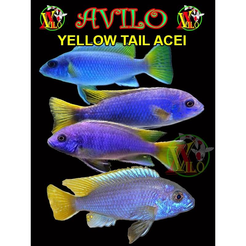 ojek ikan hias afrika yellow acei siklid siklit ciclid size kecil belum ada warna