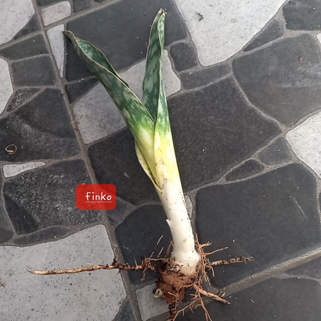 R. 3349. Sansevieria sp. Past suswe pass down road to Nyamkoho school.