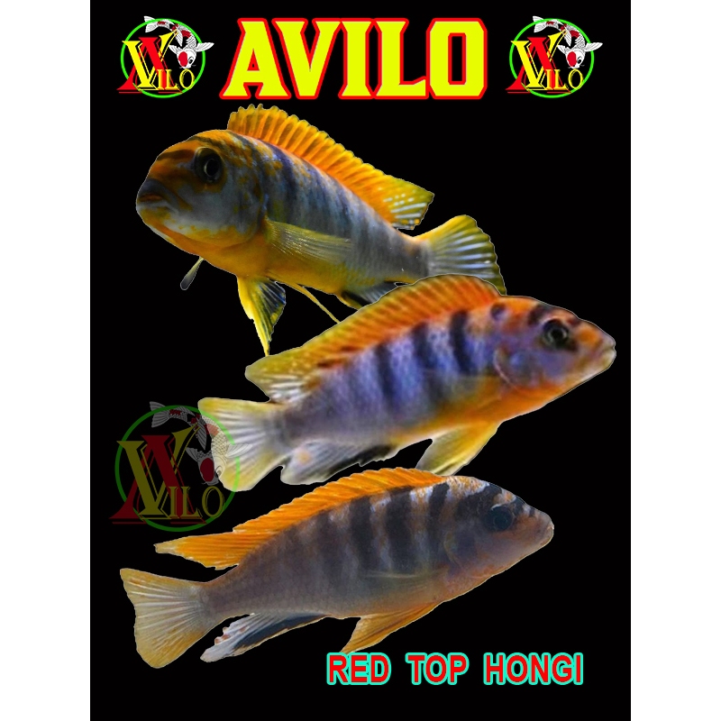 ojek ikan hias red TOP hongi afrika siklid siklit ciclid size kecil ( belum ada warna ) mbuna