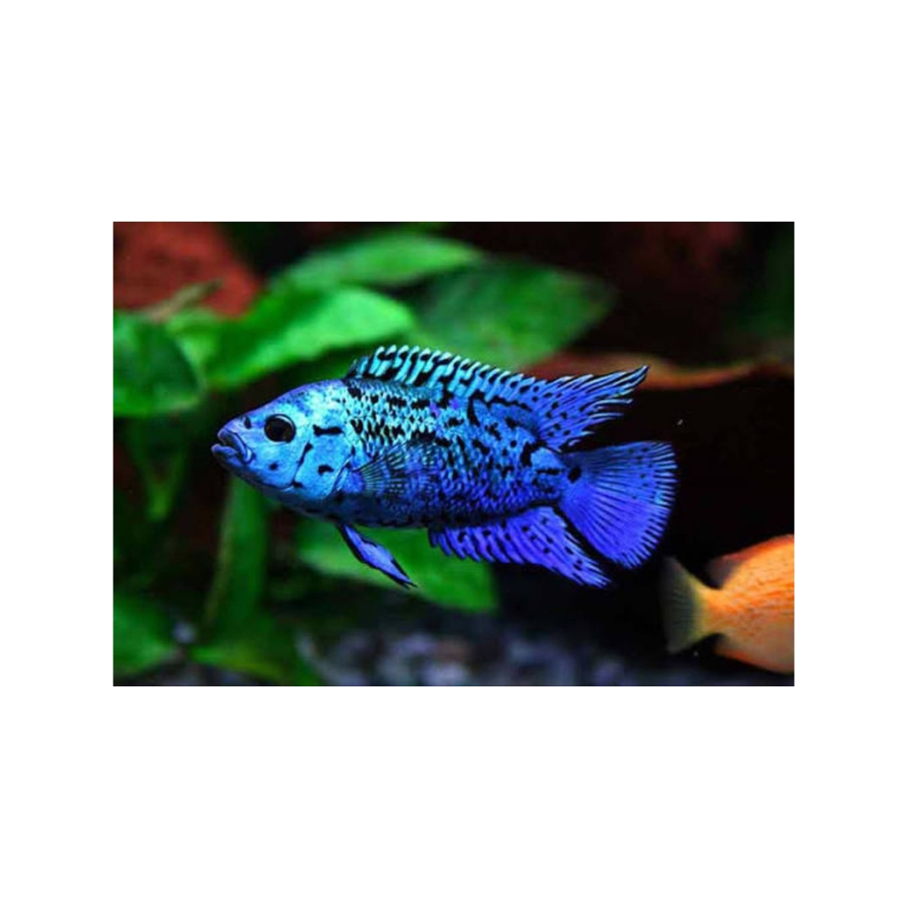 cichlid elektrik (ebjd)