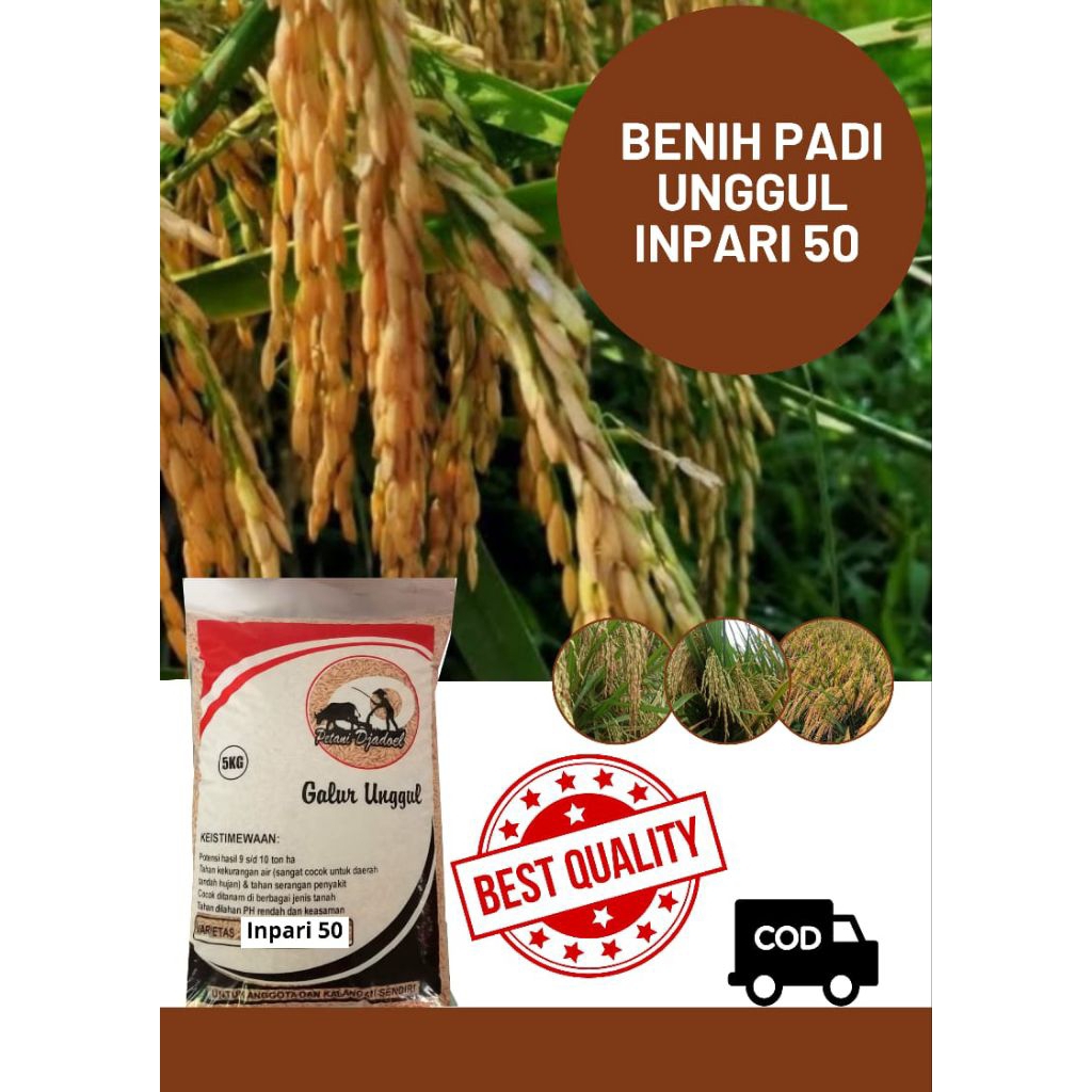 Benih Padi Unggul Inpari 50 Original Kemasan 5 Kg