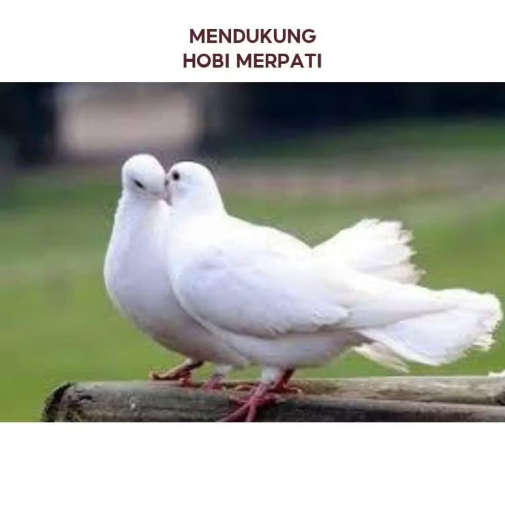 Burung Merpati Putih Polos Sepasang Jodohan Siapan buat acara ulang tahun kawinan dll