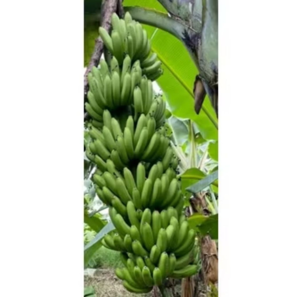 Bibit pisang mulyo / pisang fhia 17