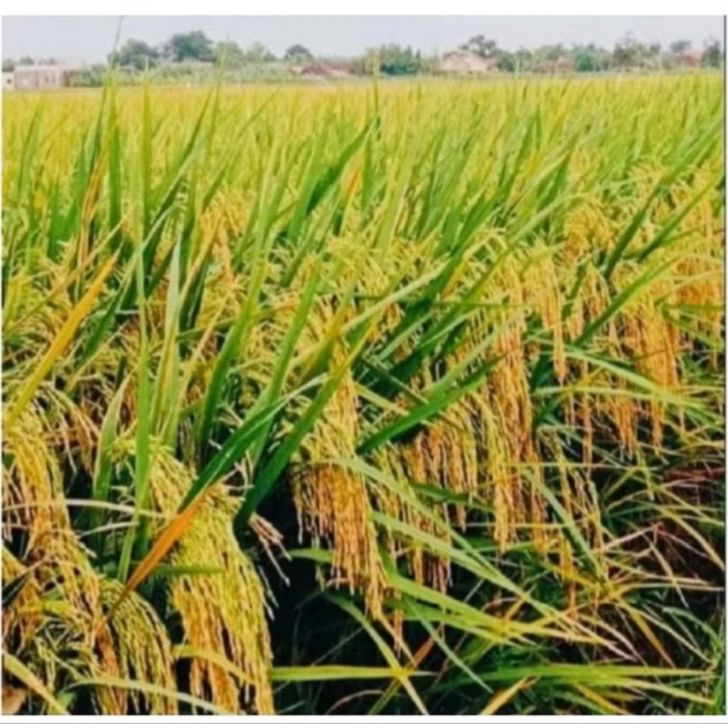 bibit padi B88 hibrida (1kg )bibit unggul bibit padi super premiun