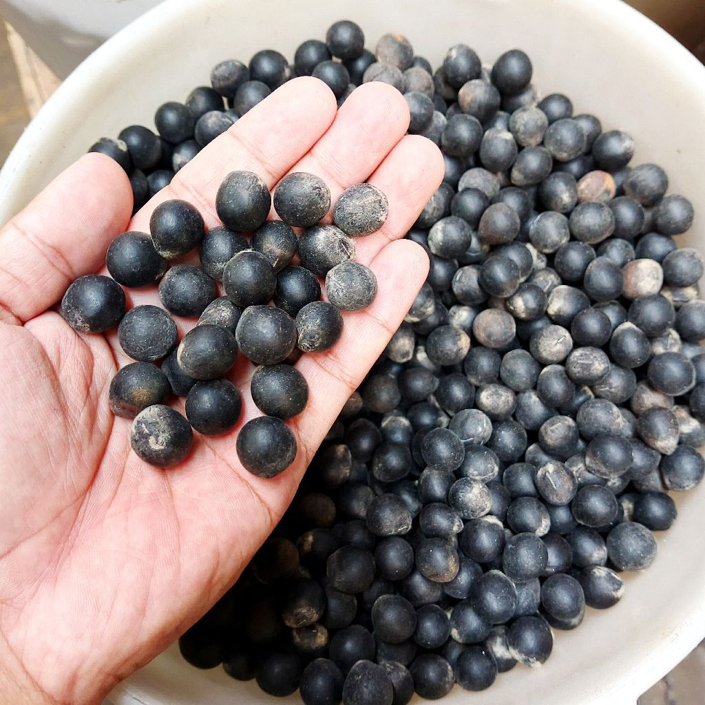 Biji lerak - buah lerak - isi lerak - biji kering