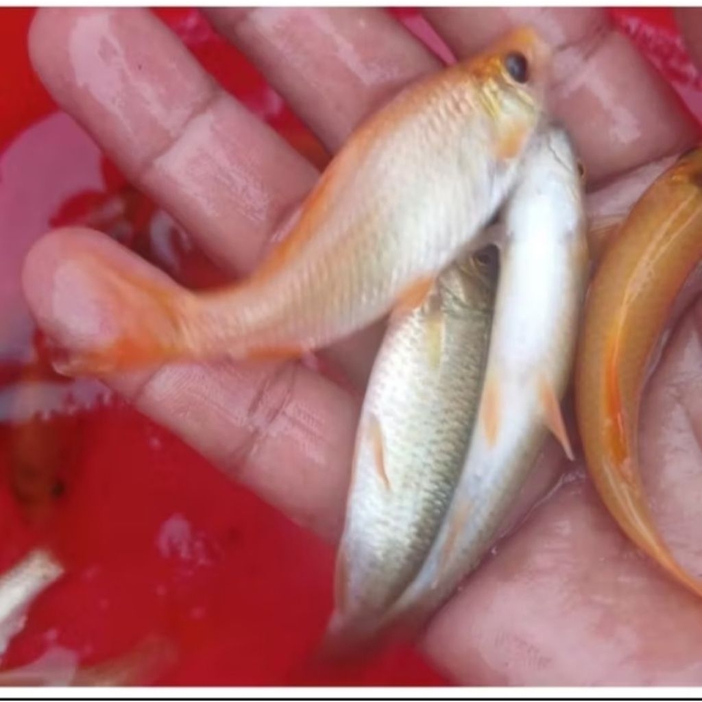 Paket ikan nilam untuk terapi kesehatan ( isi 50 ekor )