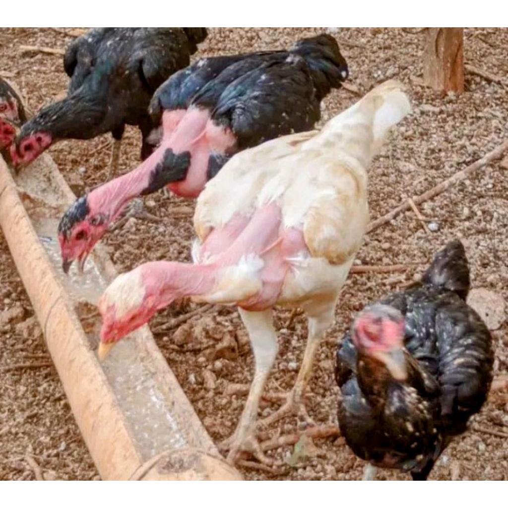 Ayam saigon betina mulai bertelur